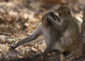 rhesus